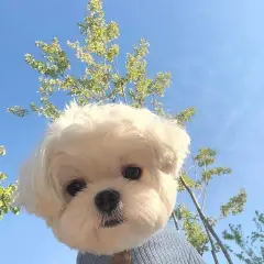 강아지랑 같이 편하게 산책해요